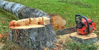 Best Fruit Tree Pruning  in Reno, OH