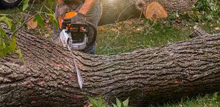 How Our Tree Care Process Works  in  Reno, OH