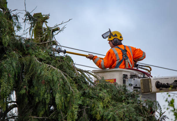 Best Commercial Tree Services  in Reno, OH