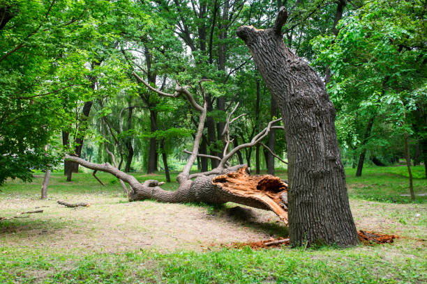 Best Utility Line Clearance  in Reno, OH