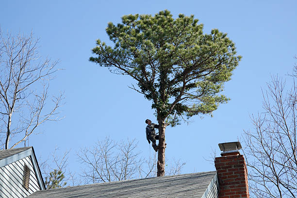 Best Tree and Shrub Care  in Reno, OH