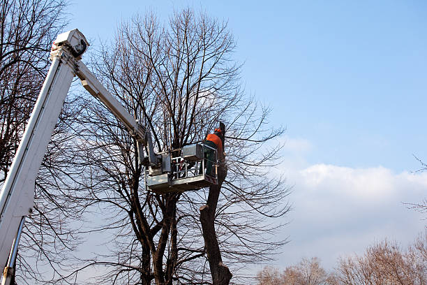 Best Emergency Tree Removal  in Reno, OH