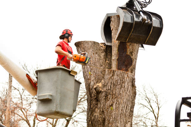 Best Tree Mulching  in Reno, OH